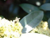 bee.jpg