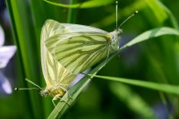 bfly_7963.JPG