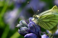 bfly_7976.JPG
