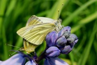 Filename=bfly_7980.JPG
Filesize=182KB
Dimensions=1024x685
Date added=12.May 2006 bfly_7980.JPG
