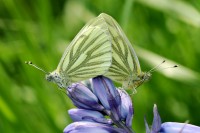 bfly_8036.JPG