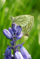 bfly_8049.JPG