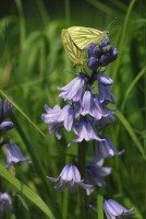 bfly_8076.JPG