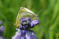 bfly_8095.JPG