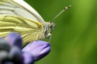 bfly_8103.JPG