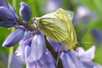 bfly_8128.JPG