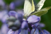 bfly_8131.JPG