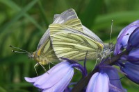 bfly_8157.JPG
