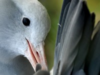 bird_1213.jpg