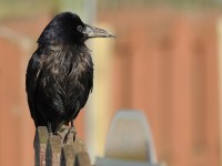bird_1874.jpg