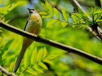 Filename=bird_7919.JPG
Filesize=256KB
Dimensions=1024x767
Date added=May 12, 2006 bird_7919.JPG