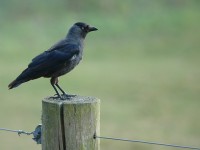 blackbird.jpg