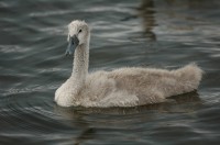 bswan.jpg