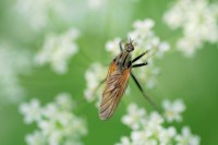 bug_7754.JPG