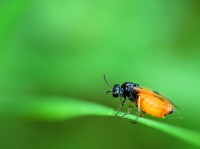 bug_7764.JPG