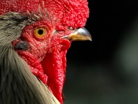 Filename=chick7954.jpg
Filesize=202KB
Dimensions=1024x768
Date added=18.Sep 2005 chick7954.jpg