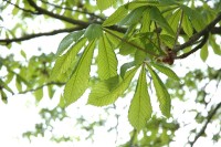 Filename=conker_tree.jpg
Filesize=87KB
Dimensions=800x532
Date added=Apr 13, 2005 conker_tree.jpg