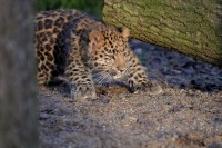 cub_2132.jpg