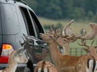 deercar.jpg