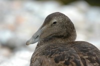 duck.jpg