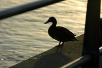 duck2357.jpg