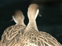 ducks~0.jpg