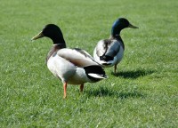 ducks.jpg