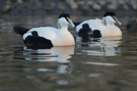 ducks_2168.jpg