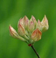 flower~1.jpg