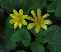 Filename=flower.jpg
Filesize=49KB
Dimensions=720x612
Date added=Apr 12, 2005 flower.jpg