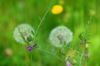 flower_7924.JPG