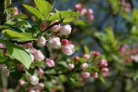 Filename=flowers.jpg
Filesize=73KB
Dimensions=800x532
Date added=19.Apr 2005 flowers.jpg