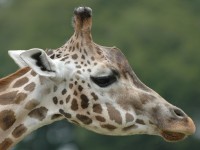 Filename=gir.jpg
Filesize=151KB
Dimensions=1024x772
Date added=22.Jul 2005 gir.jpg