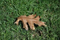 Filename=leaf.jpg
Filesize=160KB
Dimensions=800x532
Date added=Apr 12, 2005 leaf.jpg