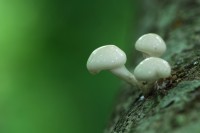 mush_9328.JPG