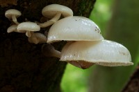 mush_9374.JPG