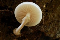 mush_9386.JPG