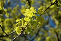 oak.jpg