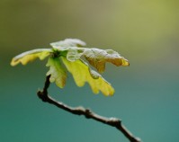 Filename=oak2.jpg
Filesize=139KB
Dimensions=971x768
Date added=21.May 2005 oak2.jpg