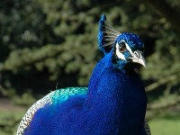 Filename=peacock.jpg
Filesize=78KB
Dimensions=800x600
Date added=19.Apr 2005 peacock.jpg