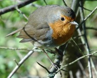 Filename=robin2.jpg
Filesize=77KB
Dimensions=800x650
Date added=19.Apr 2005 robin2.jpg