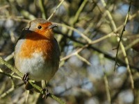 Filename=robin5.jpg
Filesize=69KB
Dimensions=800x600
Date added=19.Apr 2005 robin5.jpg