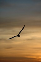 Filename=seagul2438.jpg
Filesize=51KB
Dimensions=465x700
Date added=15.Dec 2005 seagul2438.jpg