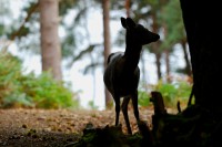 sika_9008.JPG
