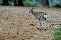 sika_9027.JPG