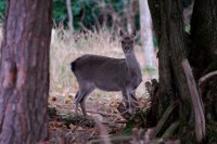 sika_9032.JPG