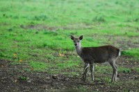 sika_9060.JPG