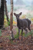 sika_9085.JPG