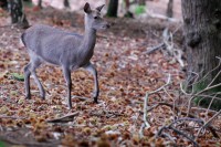 sika_9296.JPG