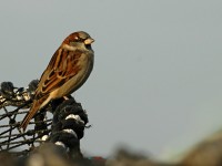 sparrow2330.jpg
